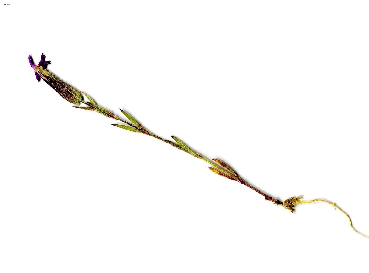 Silene conica (Caryophyllaceae)